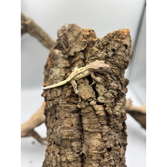 Crested Gecko (Frappuccino) (Male)