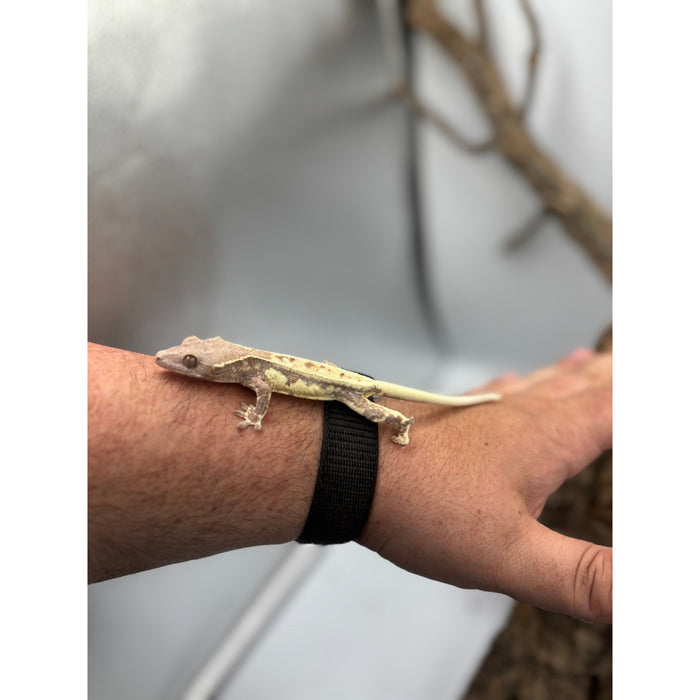 Crested Gecko (Frappuccino) (Male)