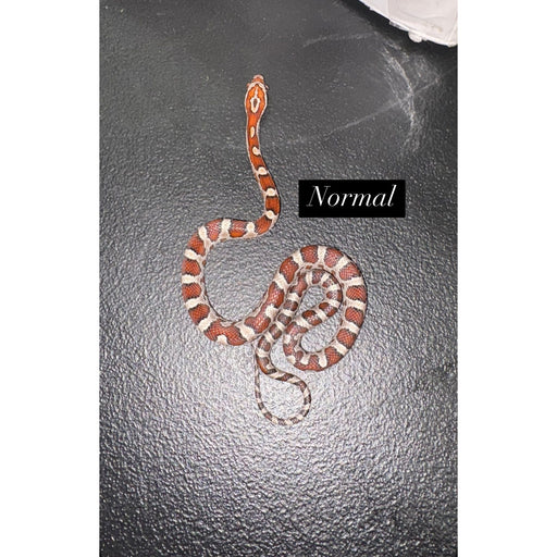 Corn Snake (Albino) (Baby)