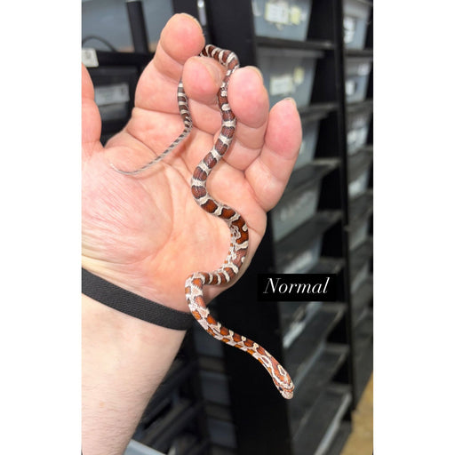 Corn Snake (Albino) (Baby)