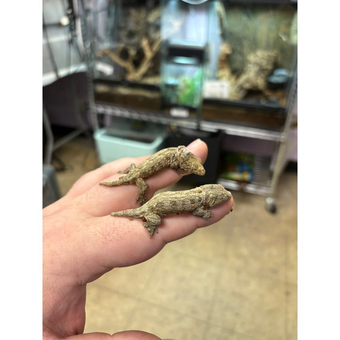 Leachianus Gecko (Moro X Bayonnaise) (Rhacodactylus leachianus)