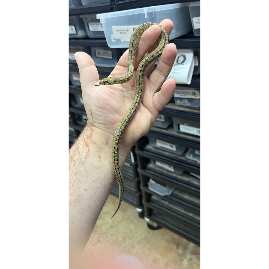Colubrids for Sale — Jungle Bobs Reptile World