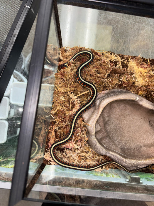 California Red Sided Garter Snake (Thamnophis sirtalis infernalis)