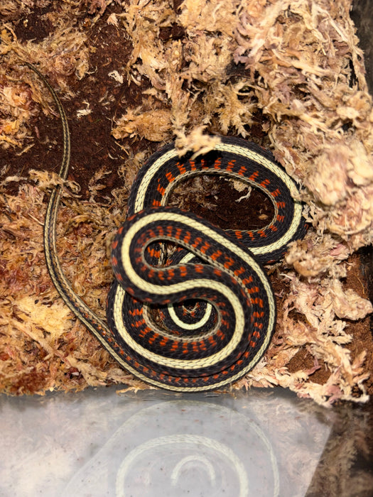 California Red Sided Garter Snake (Thamnophis sirtalis infernalis)