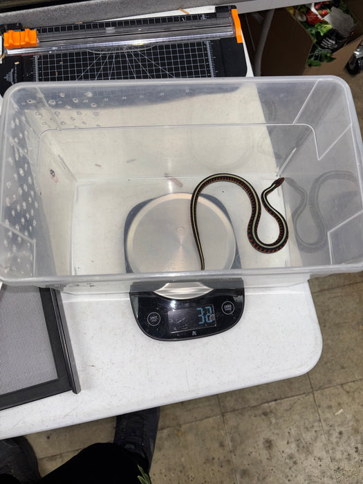 California Red Sided Garter Snake (Thamnophis sirtalis infernalis)