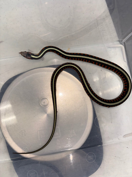 California Red Sided Garter Snake (Thamnophis sirtalis infernalis)