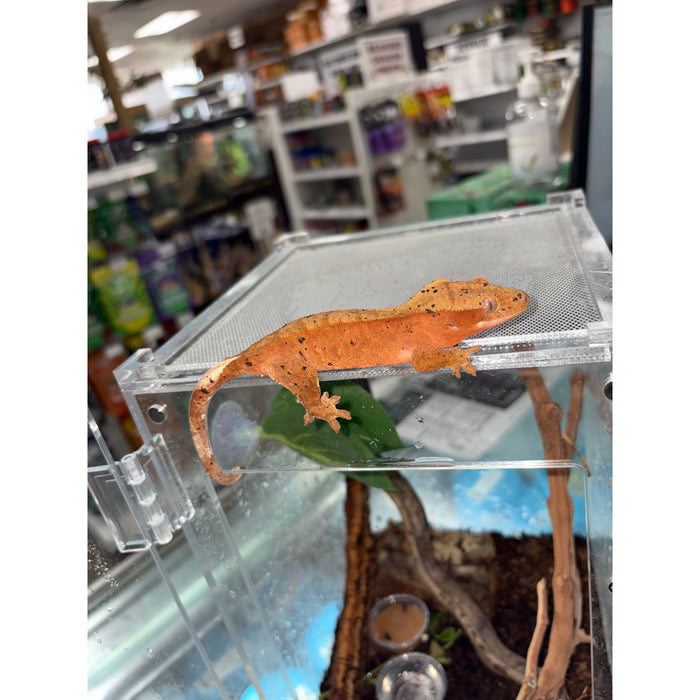 Crested Gecko (Red Dalmatian) (Adult Female)