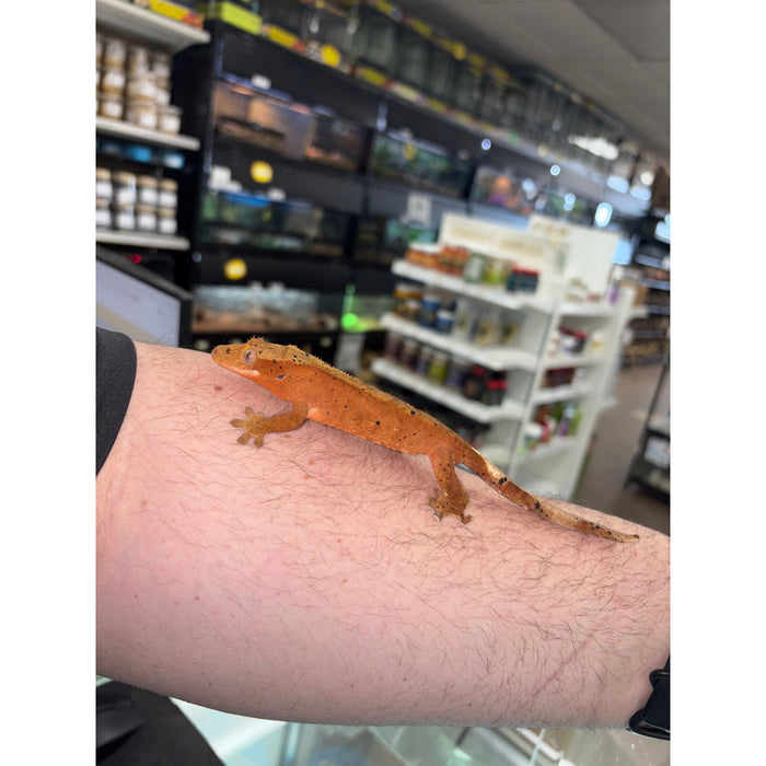 Crested Gecko (Red Dalmatian) (Adult Female)