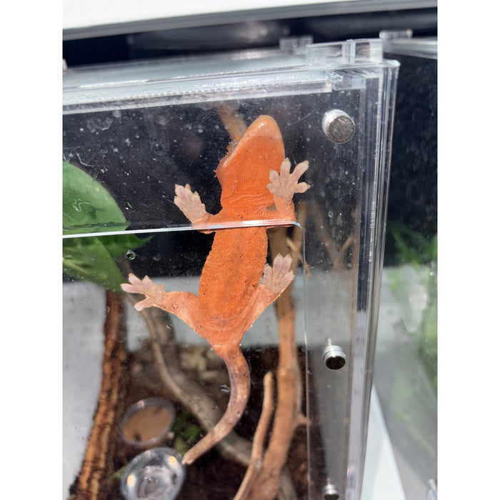 Crested Gecko (Red Dalmatian) (Adult Female)