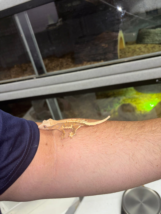 Lilly White Crested Gecko (LW4)