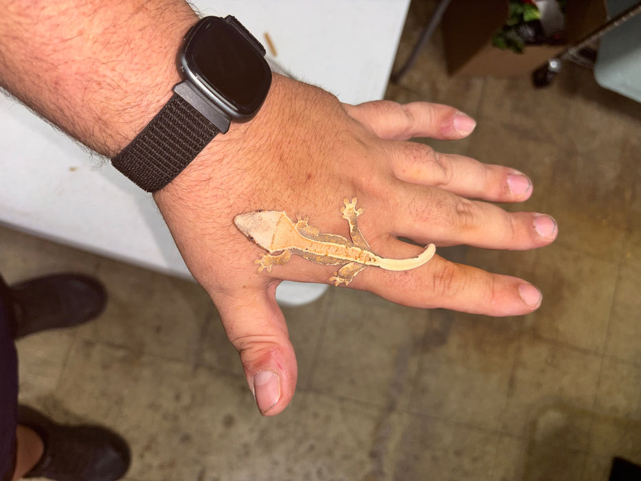 Lilly White Crested Gecko (LW4)