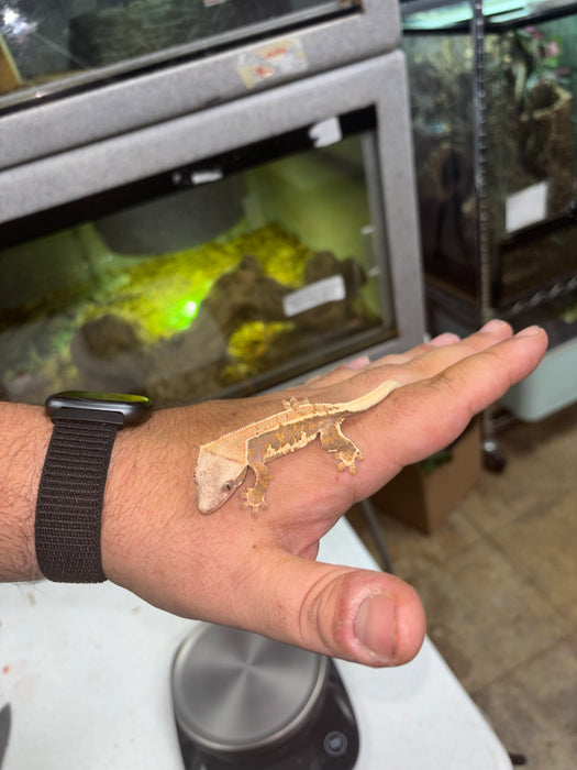 Lilly White Crested Gecko (LW4)