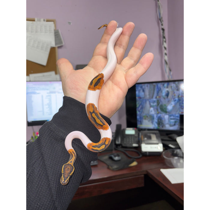 Ball Python (Ghost Pied)