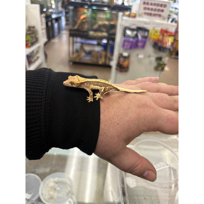 Lilly White Crested Gecko (LW2)