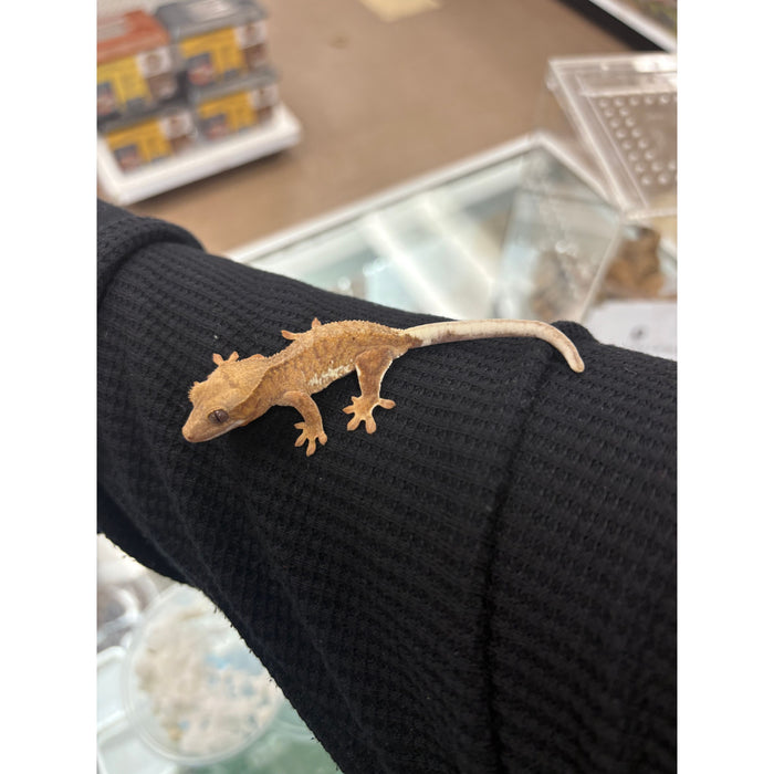 Lilly White Crested Gecko (LW1)