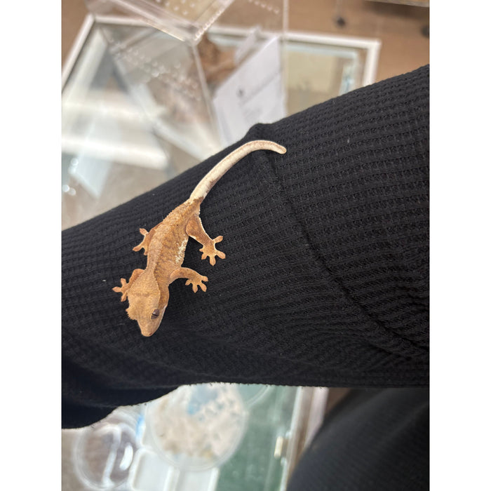 Lilly White Crested Gecko (LW1)