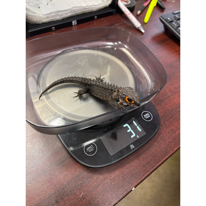 Red Eye Crocodile Skink (Tribolonotus gracilis)