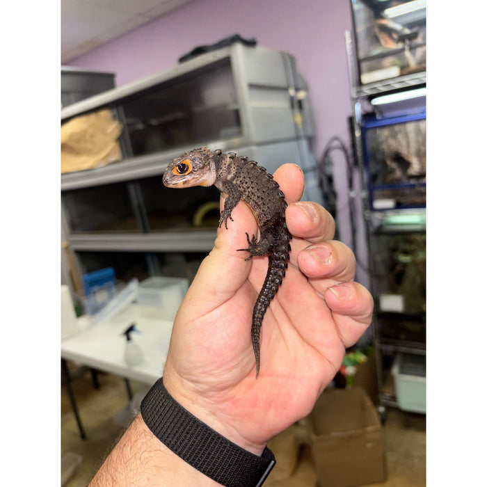 Red Eye Crocodile Skink (Tribolonotus gracilis)