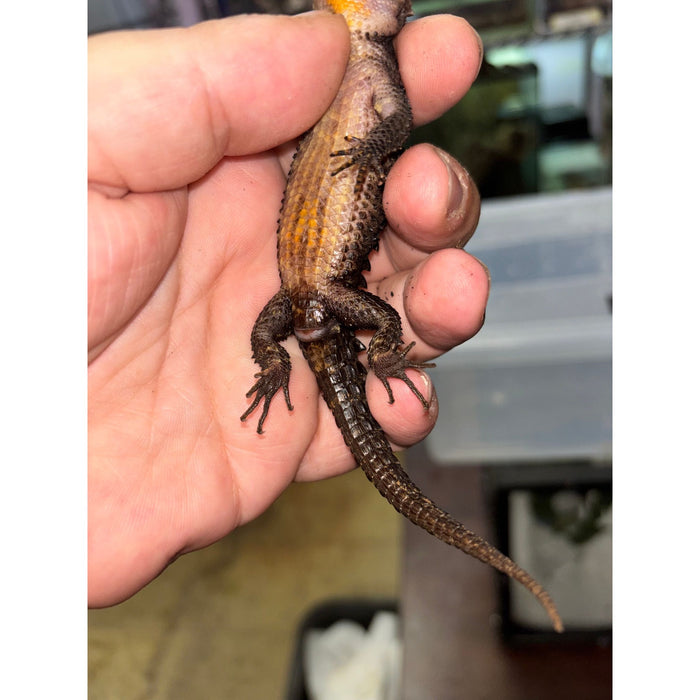 Red Eye Crocodile Skink (Tribolonotus gracilis)