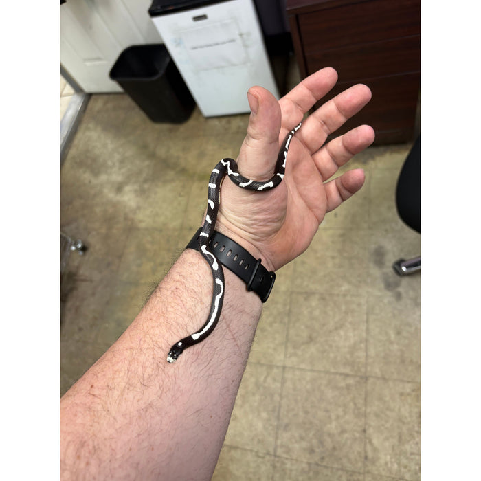 California King Snake (Aberrant Pattern) (Baby)