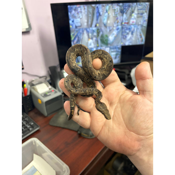 Solomon Island Tree Boa (Candoia sp)