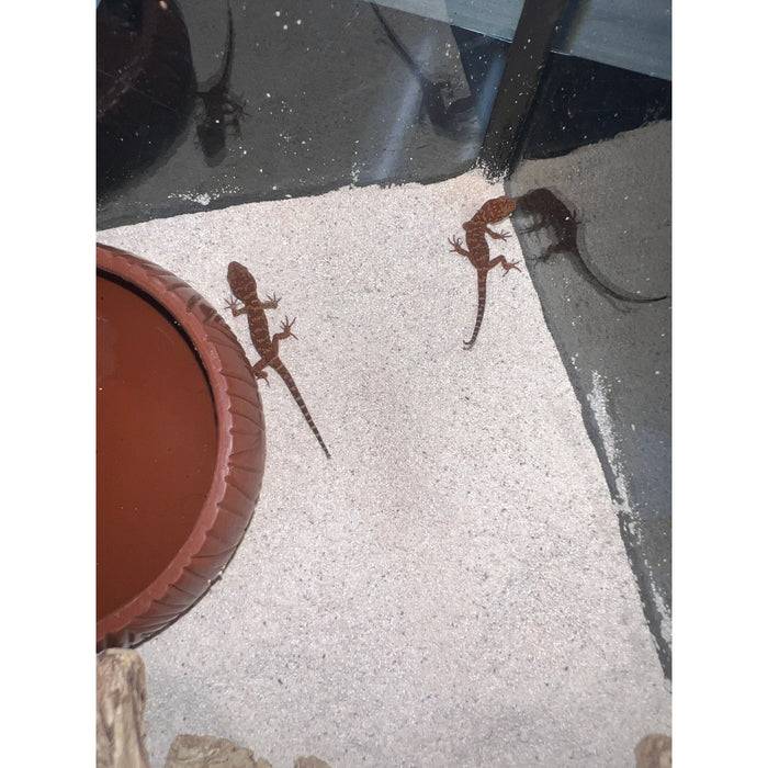 Bynoe's Gecko (Heteronotia binoei)