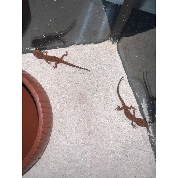 Bynoe's Gecko (Heteronotia binoei)