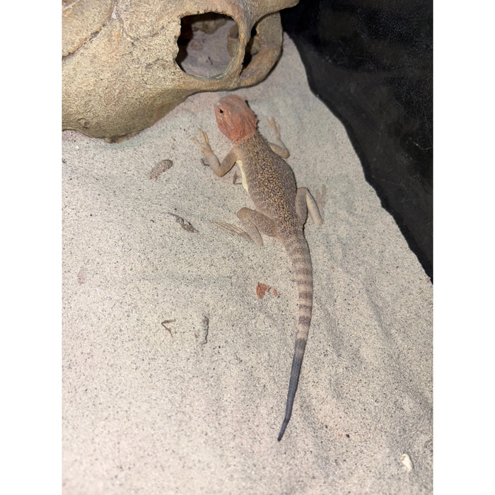 Toad-Headed Agama (Phrynocephalus sp.)