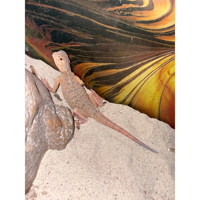 Toad-Headed Agama (Phrynocephalus sp.)