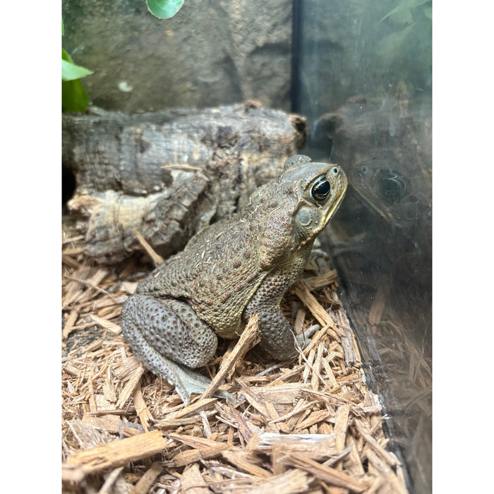 Marine Toad (Bufo marinus)