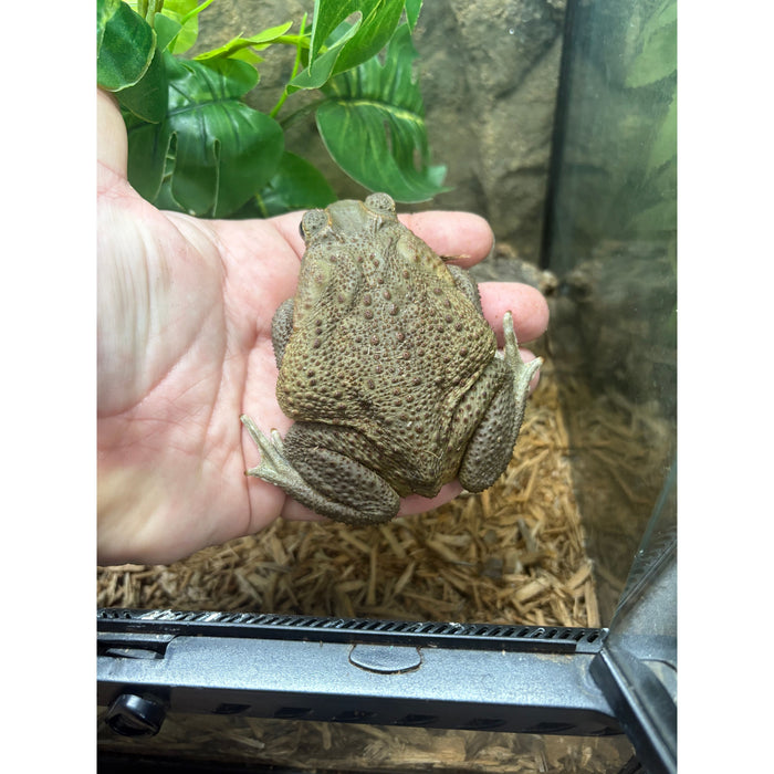 Marine Toad (Bufo marinus)