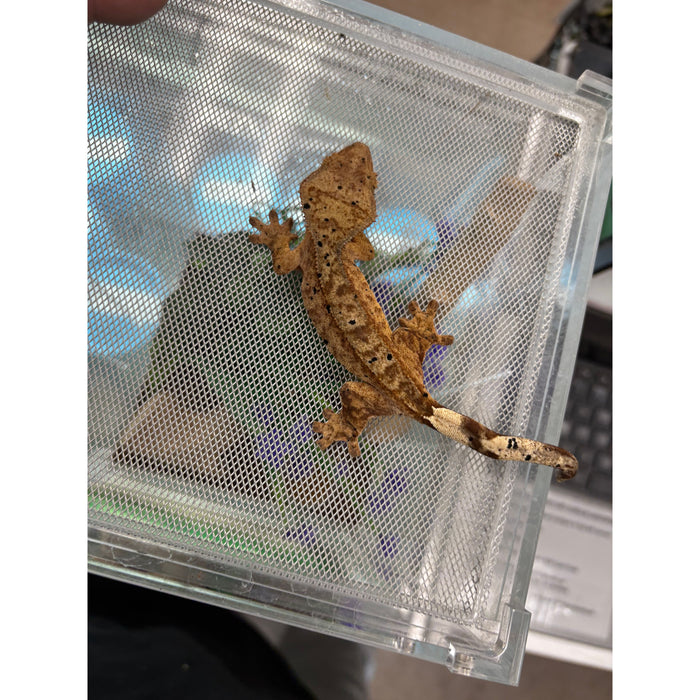 Dalmatian Crested Gecko