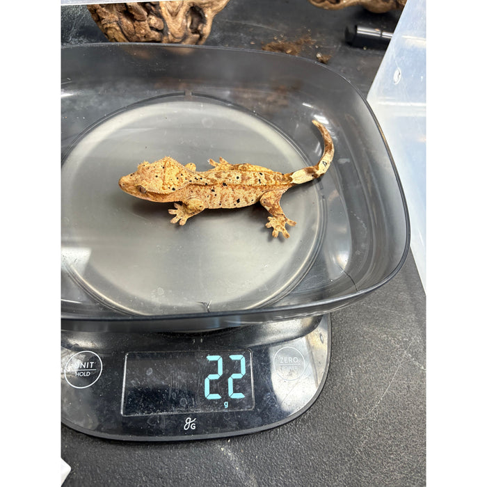 Dalmatian Crested Gecko