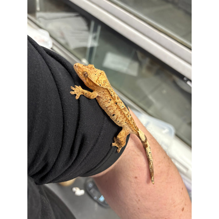Dalmatian Crested Gecko