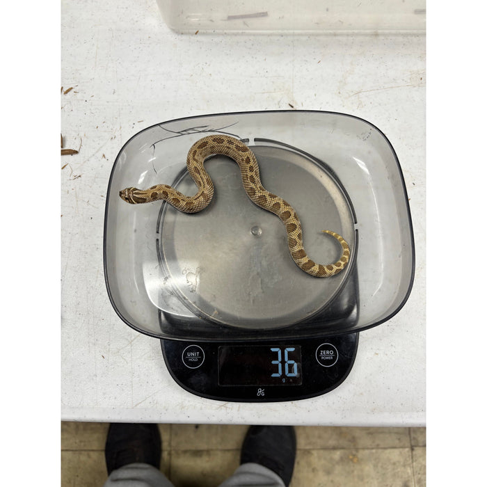 Western Hognose Snake (Anaconda)