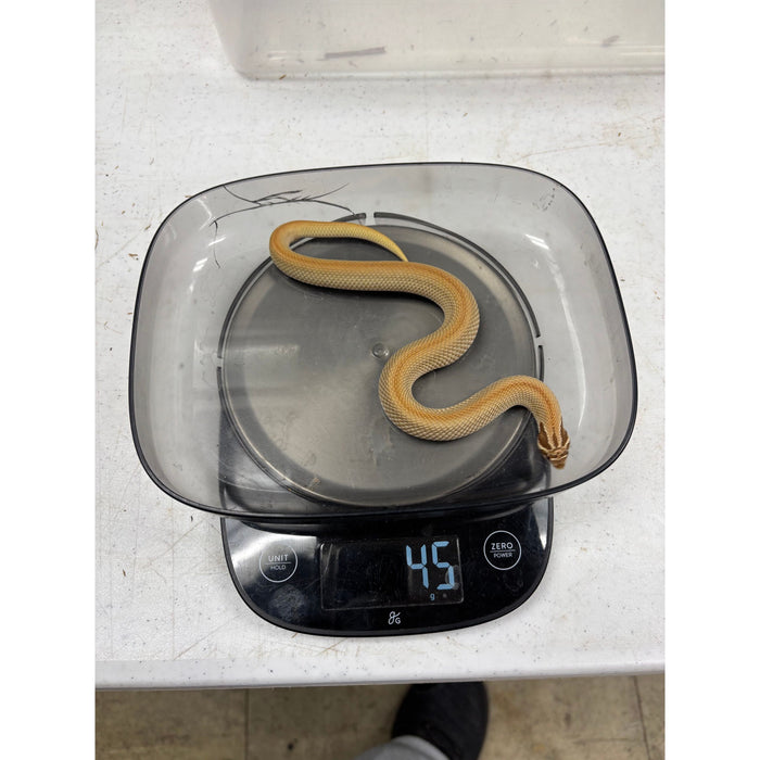 Western Hognose (Superconda) (Male)