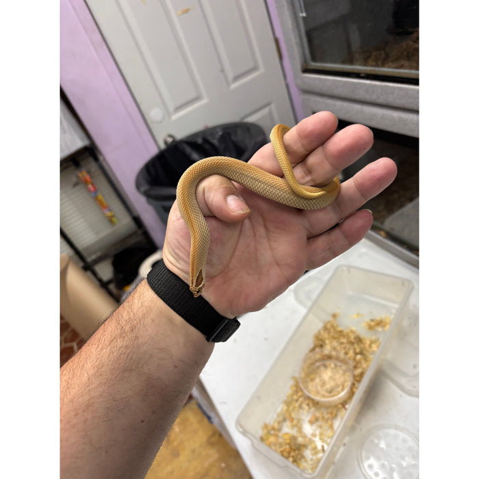 Western Hognose (Superconda) (Male)