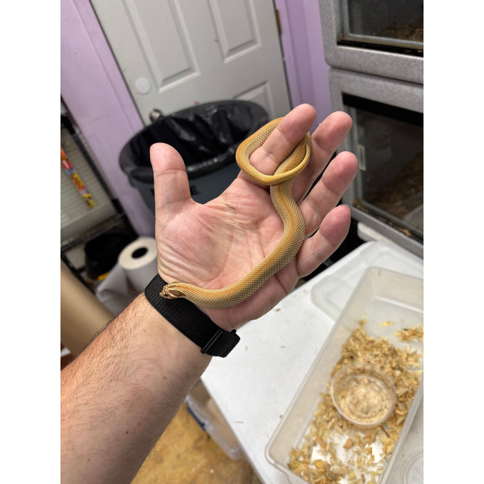 Western Hognose (Superconda) (Male)