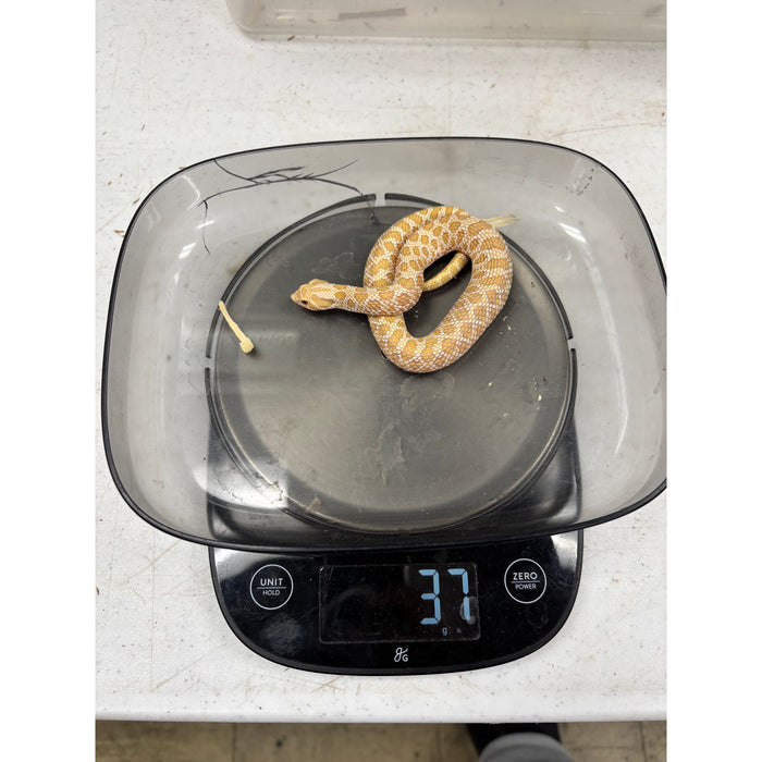 Western Hognose (Albino) (HET Axanthic)