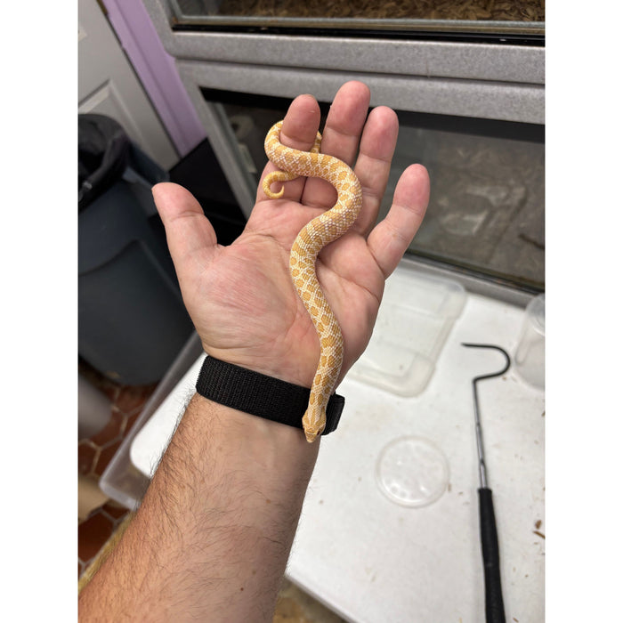 Western Hognose (Albino) (HET Axanthic)