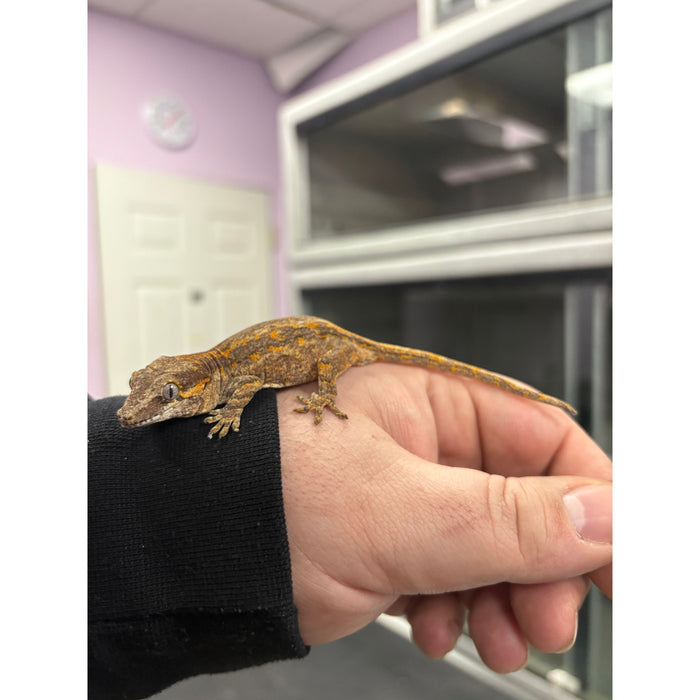 Gargoyle Gecko (Baby) (Rhacodactylus auriculatus)