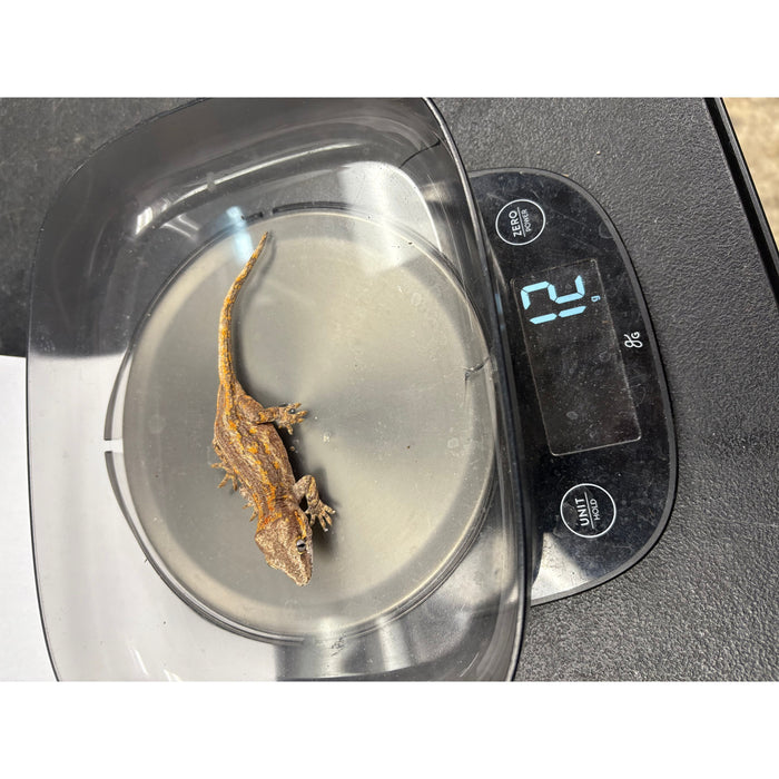 Gargoyle Gecko (Baby) (Rhacodactylus auriculatus)