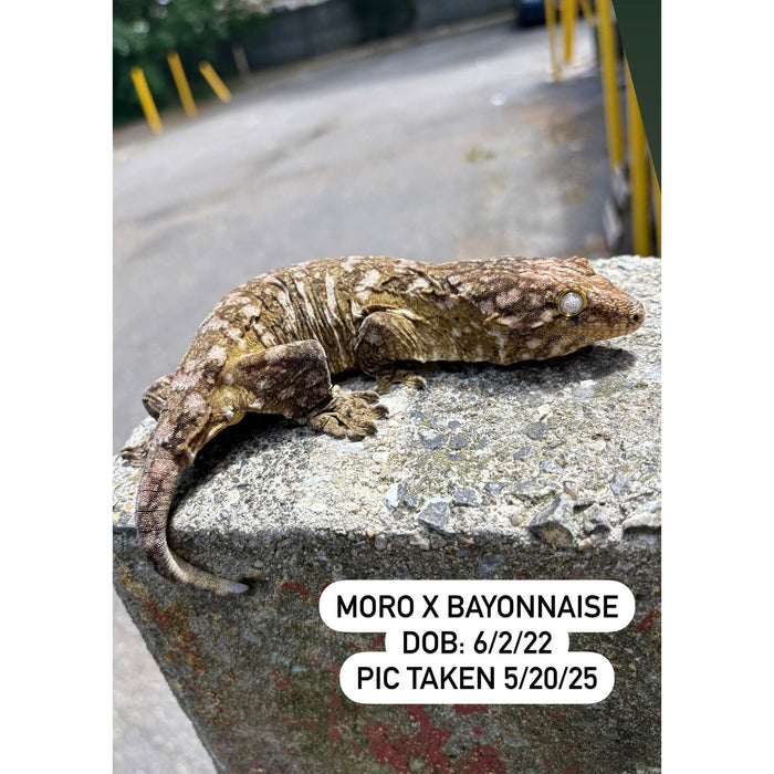Leachianus Gecko (Moro X Bayonnaise) (Sub Adult)
