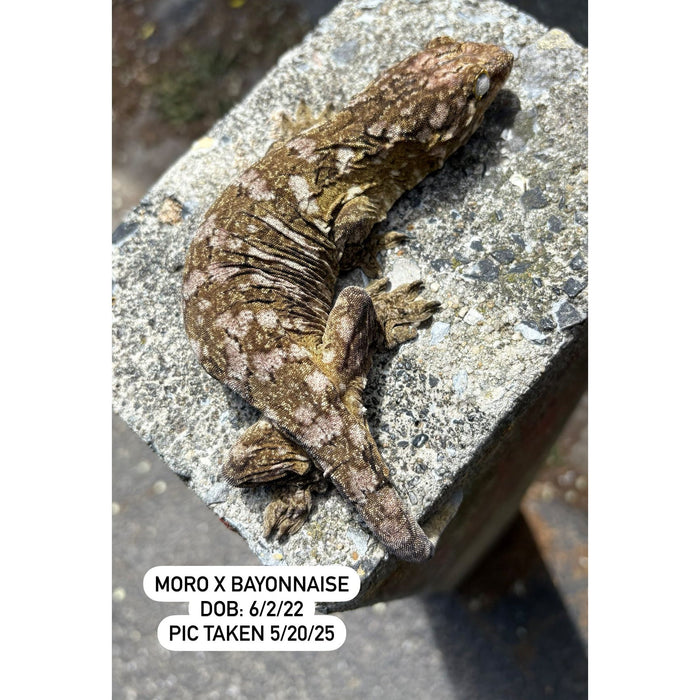 Leachianus Gecko (Moro X Bayonnaise) (Sub Adult)