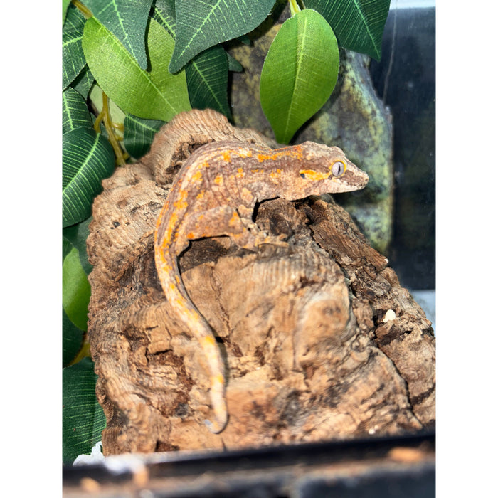 Gargoyle Gecko (Baby) (Rhacodactylus auriculatus)