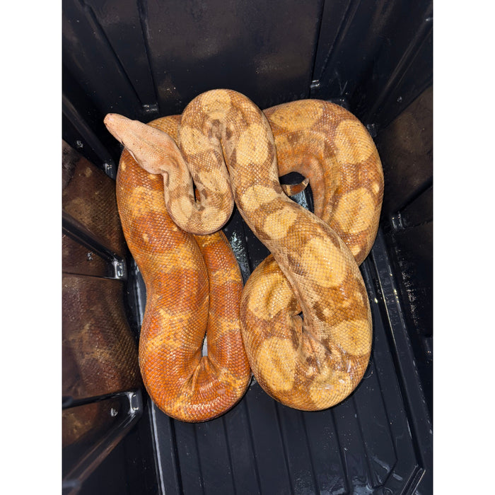 Nicaraguan Boa (T+ Albino)