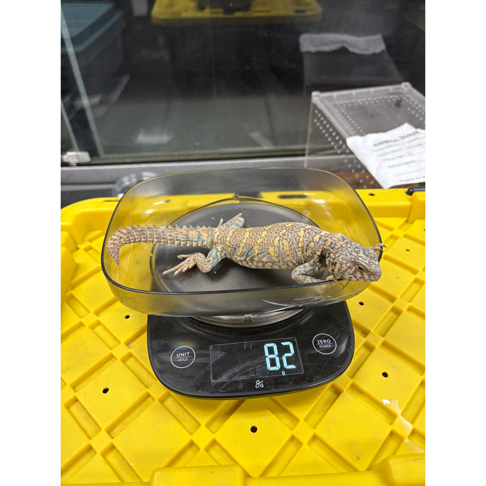 Ornate Uromastyx (Male)