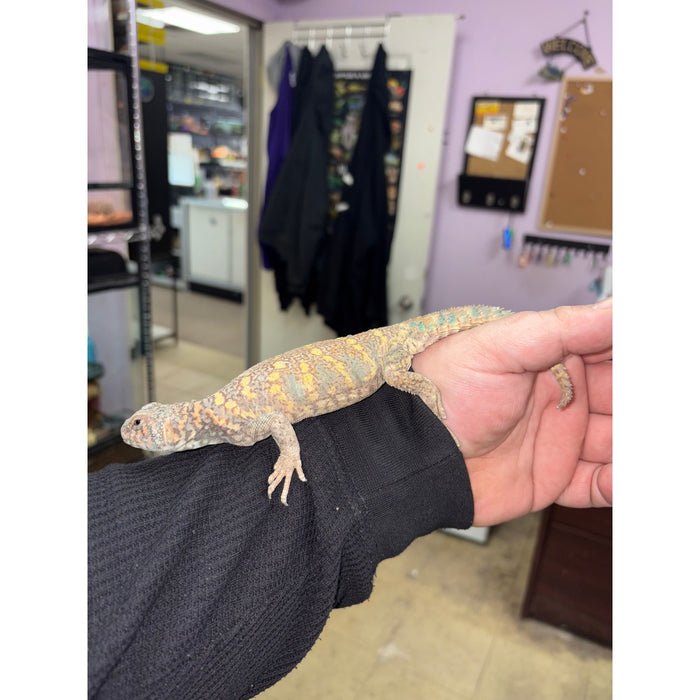 Ornate Uromastyx (Male)