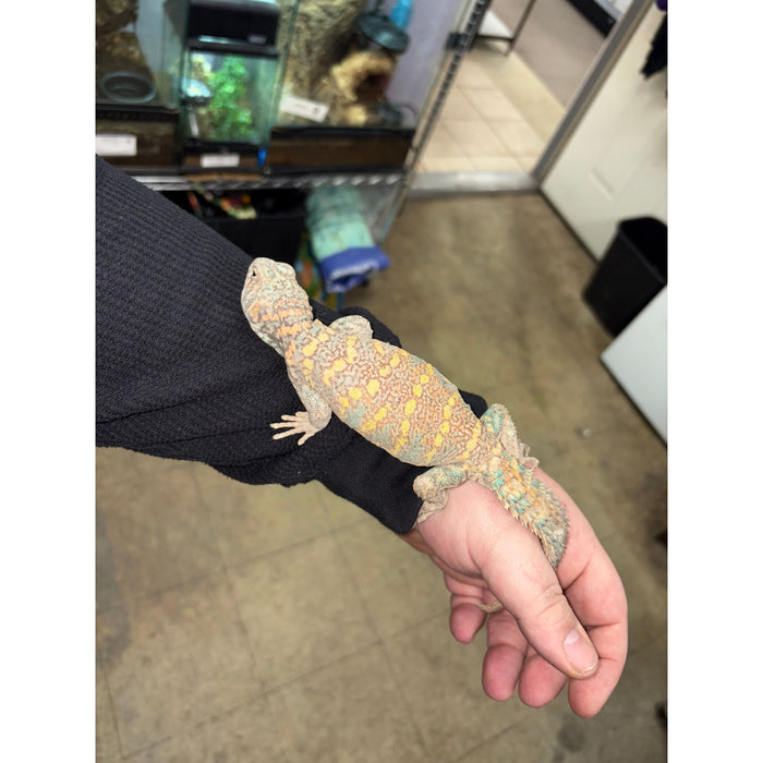 Ornate Uromastyx (Male)