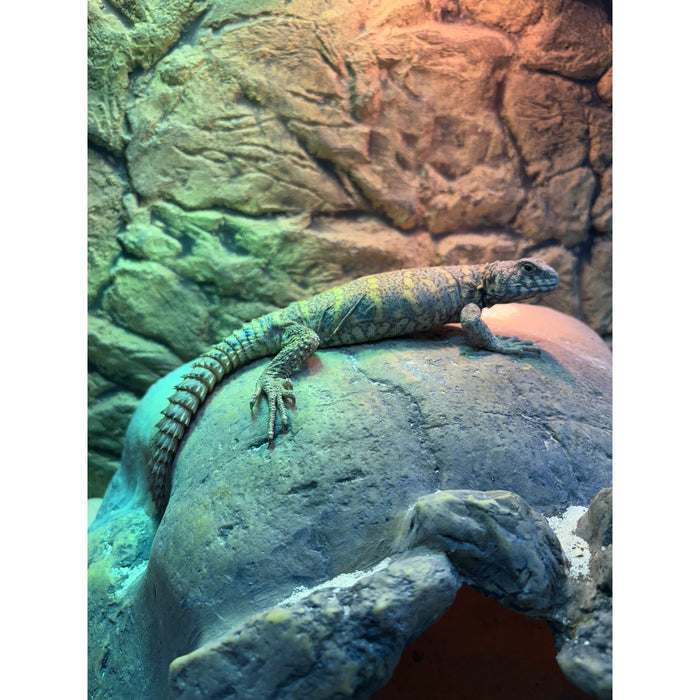 Ornate Uromastyx (Male)